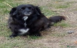 Mixed Breed dogs for adoption: TARRA, a beautiful & gentle girl for a Loving Home - Image 7