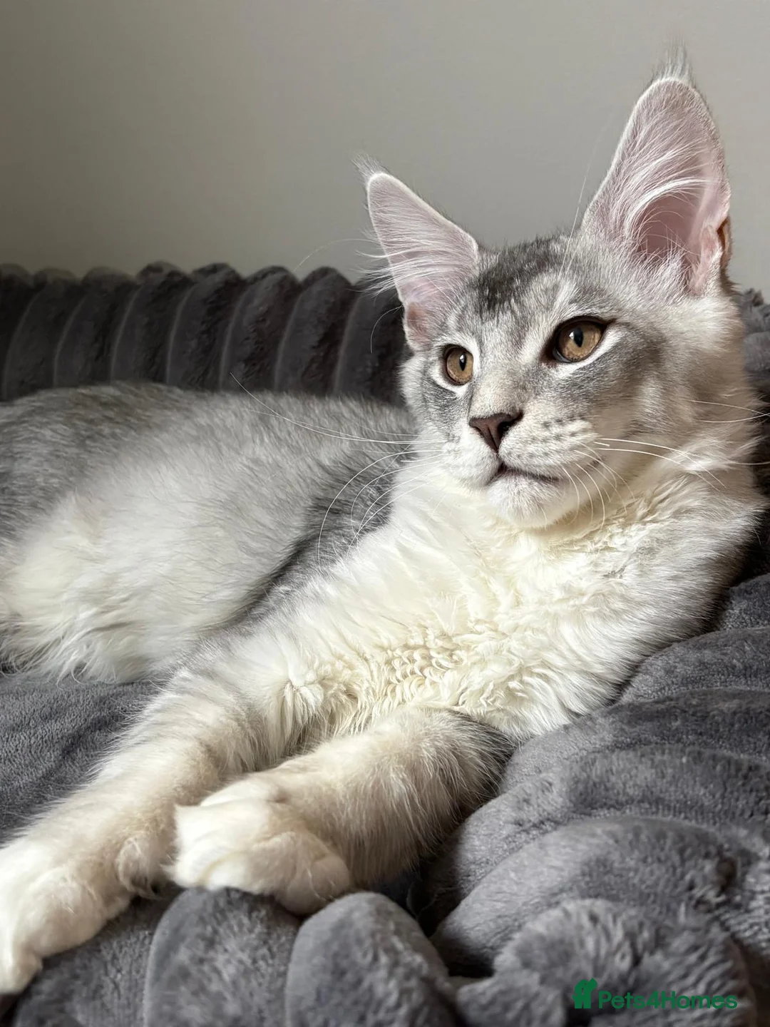 Maine Coon cats for sale: XL Maine Coon Kittens for Sale – TICA Reg - Advert 9