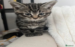 Mixed Breed cats for sale: Make and female tabby kittens for sale  - Image 2