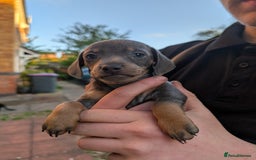 Dachshund dogs for sale: Daschund Puppies for sale  - Image 8