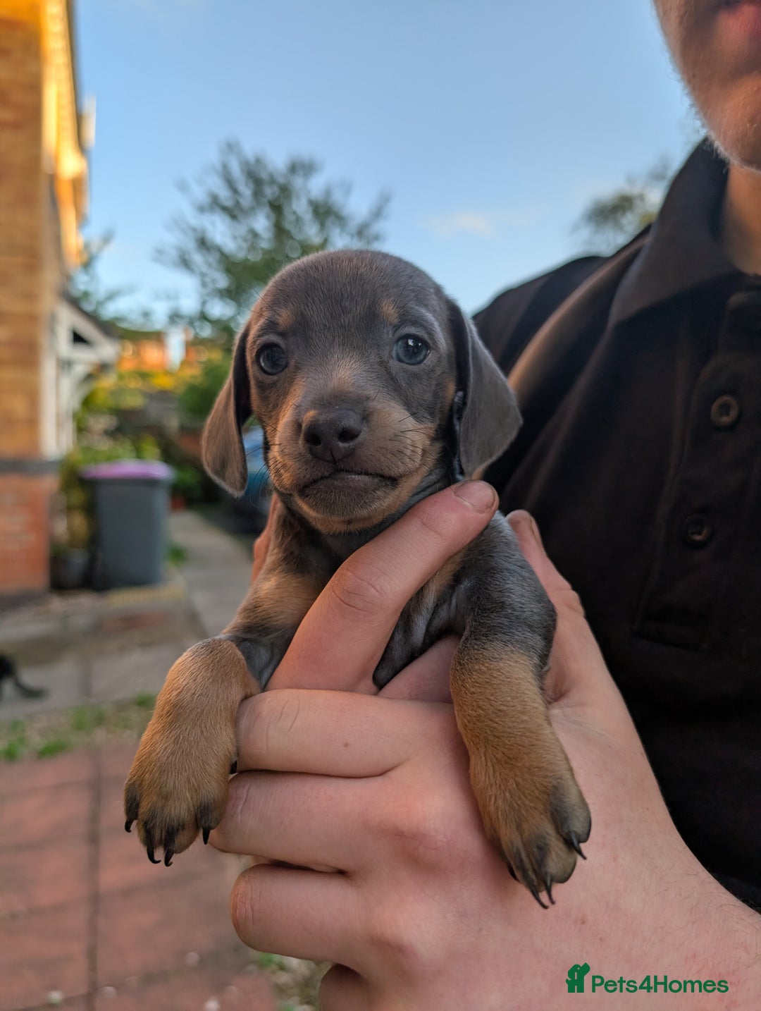 Dachshund dogs for sale: Daschund Puppies for sale  - Image 8