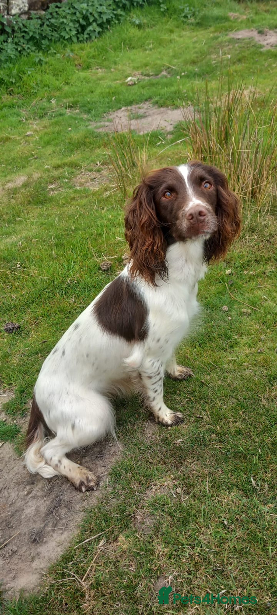 English Springer Spaniel dogs for sale: ESS dog and bitch pups. Liver and white - Image 3
