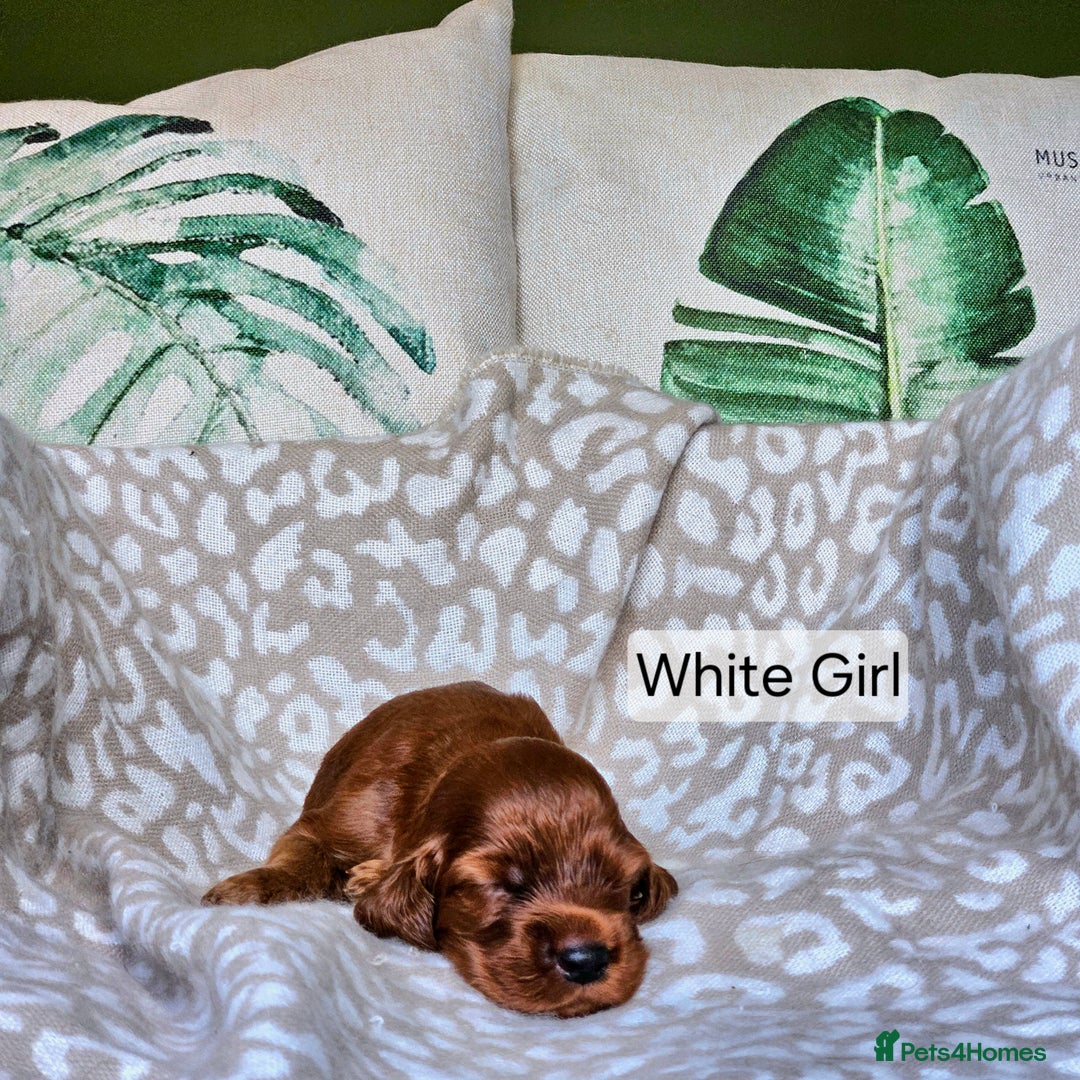 Irish Setter dogs for sale: KC Registered Irish Setter Puppies - Image 4