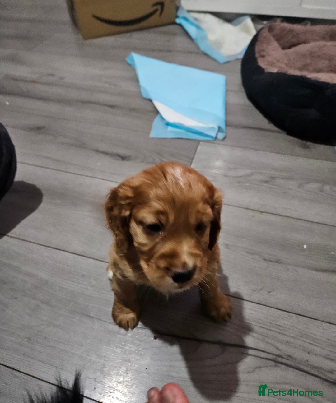 Cocker Spaniel dogs for sale: 5 stunning Cocker Spaniel puppies for sale.  - Advert 16