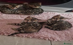 Bengal cats for sale: Amazing Bengal kittens 🥰 last boy left ❤️ in Corby - Image 27