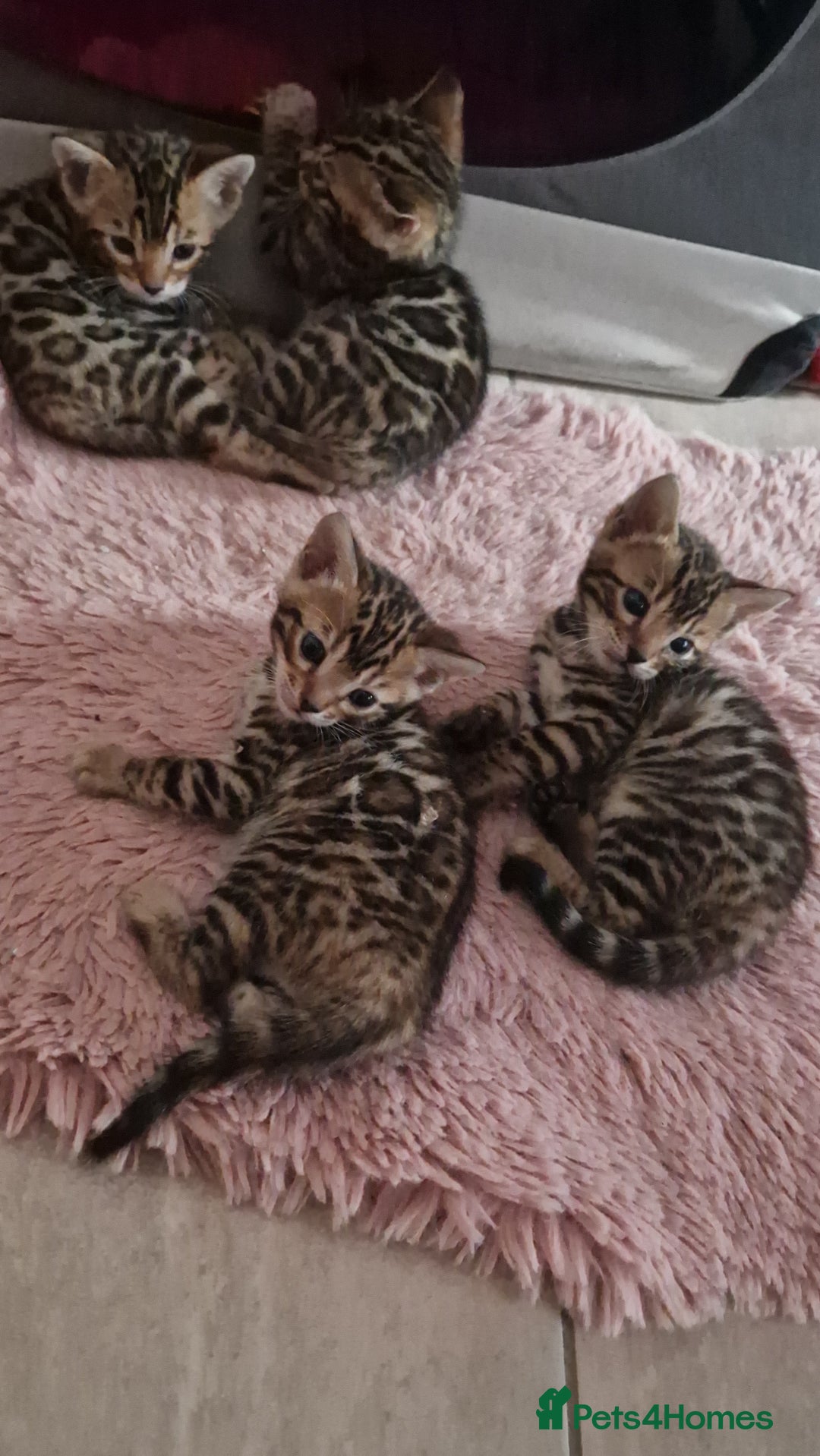 Bengal cats for sale: Amazing Bengal kittens 🥰 last boy left ❤️ in Corby - Image 27