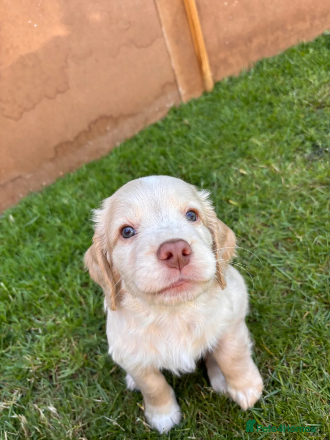 Mixed Breed dogs for sale: Clumber x Puppies  - Advert 2