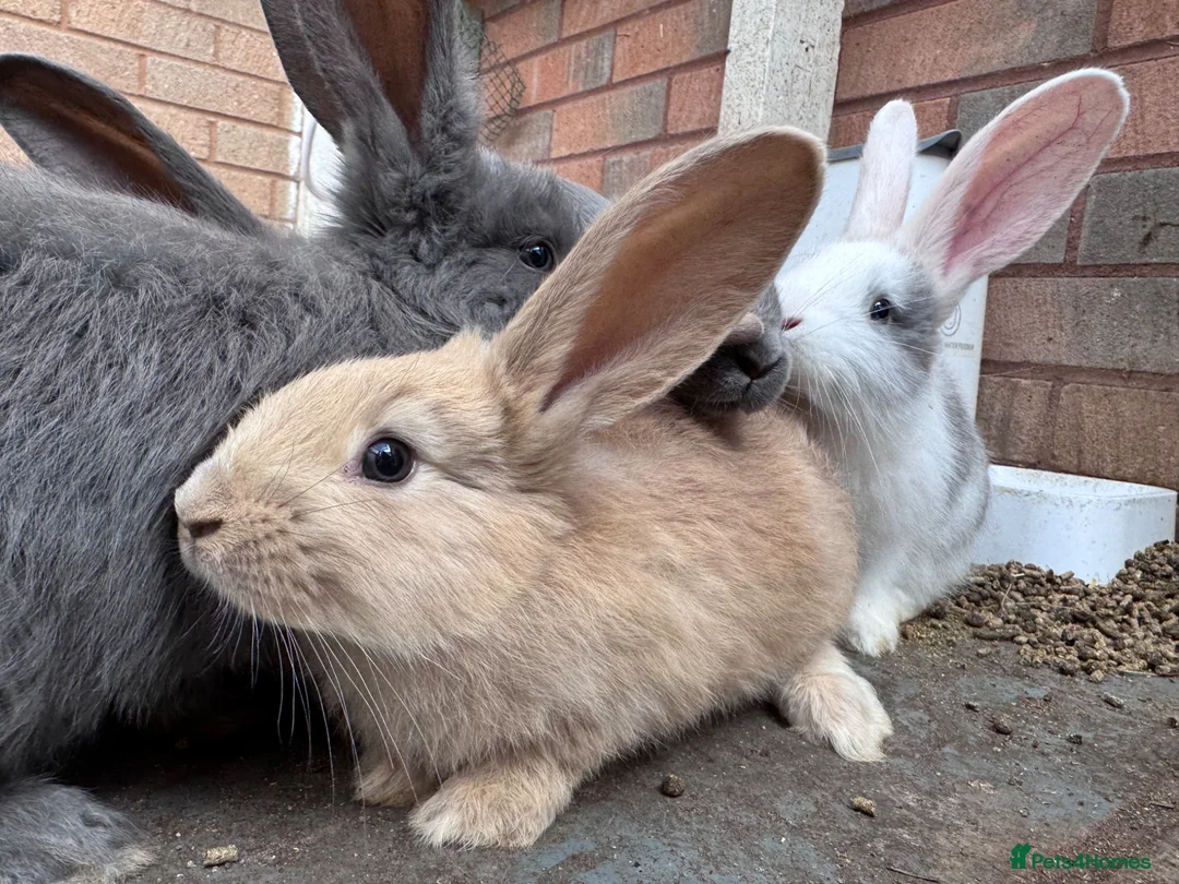 Continental Giant rabbits for sale: Continental Gaint baby rare colour  - Advert 2