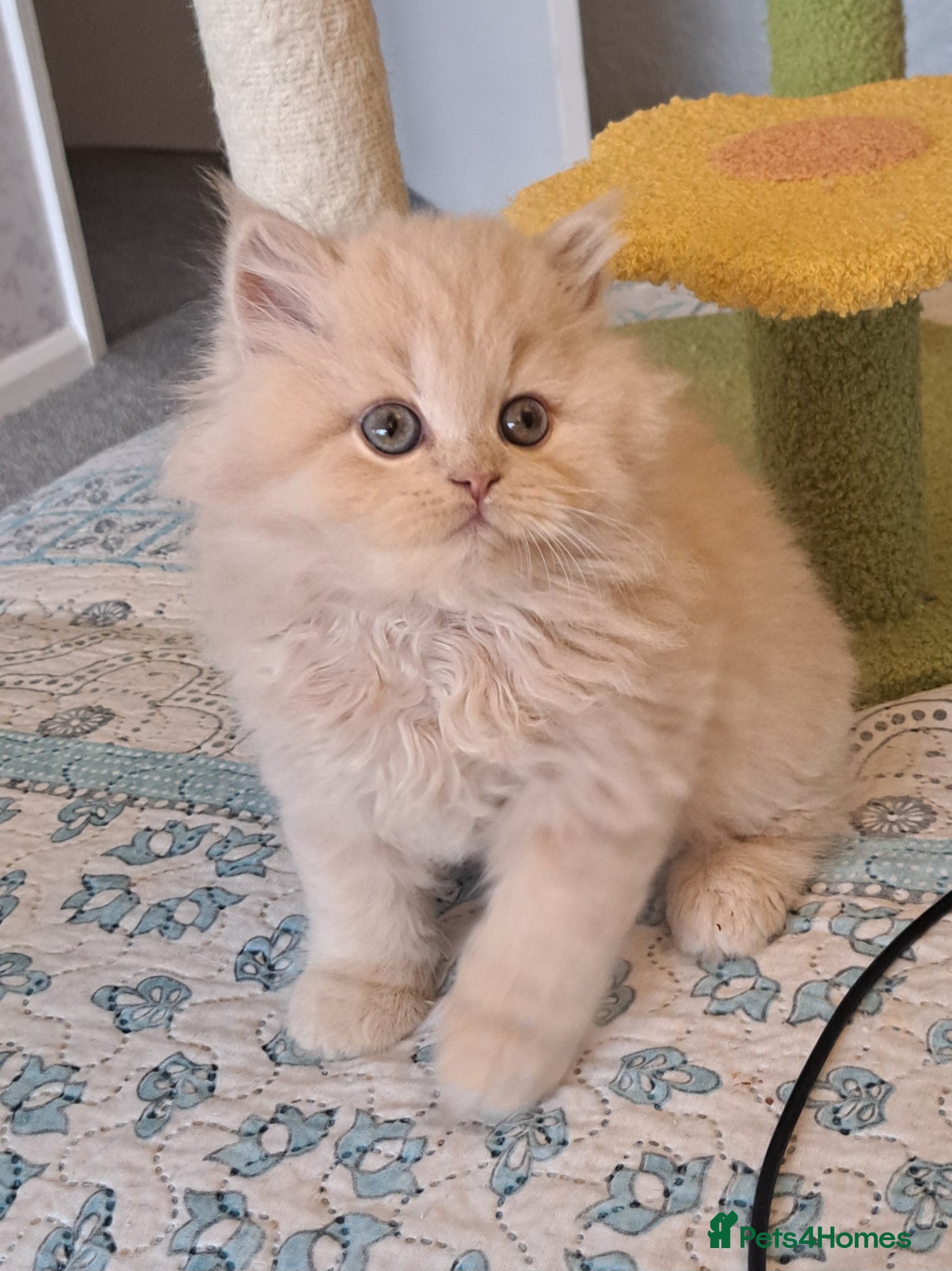 British Longhair cats for sale: Top Quality purebred BLH Kittend - Advert 13