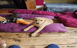 Labrador Retriever dogs for sale: 3 little girls for sale - Image 11