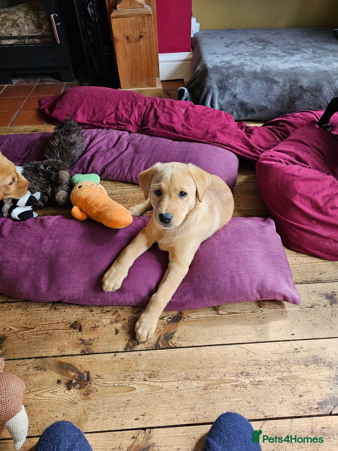 Labrador Retriever dogs for sale: 3 little girls for sale - Image 11