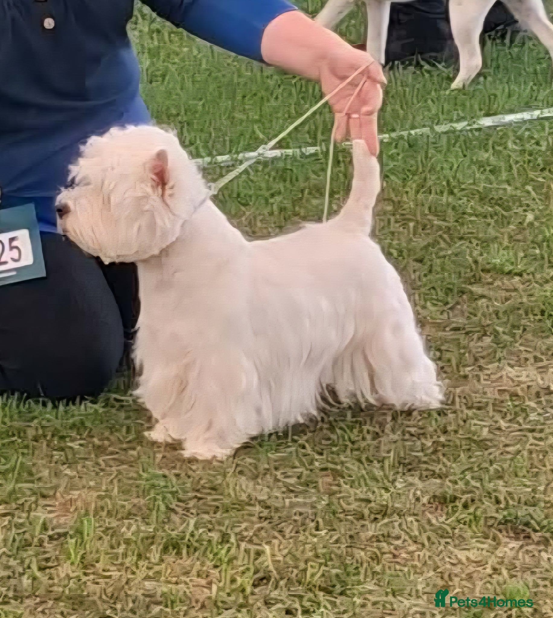 West Highland Terrier dogs * stud only* KC Stunning west highland terrier - Advert 2