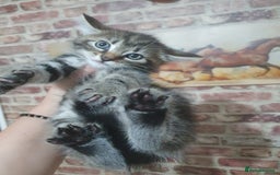 Bengal cats for sale: Davina - Image 2