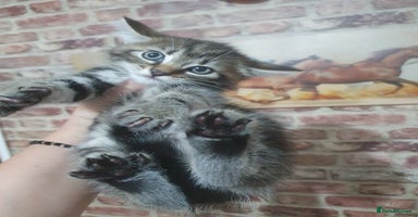 Bengal cats - Advert 7