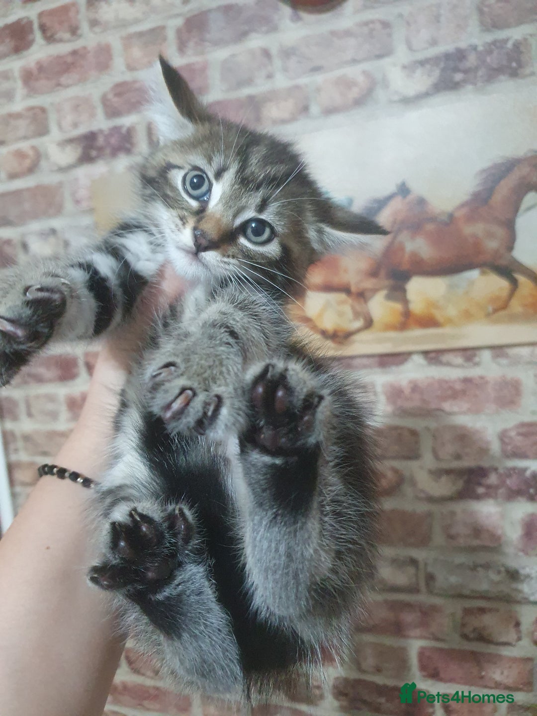 Bengal cats for sale: Davina - Image 2