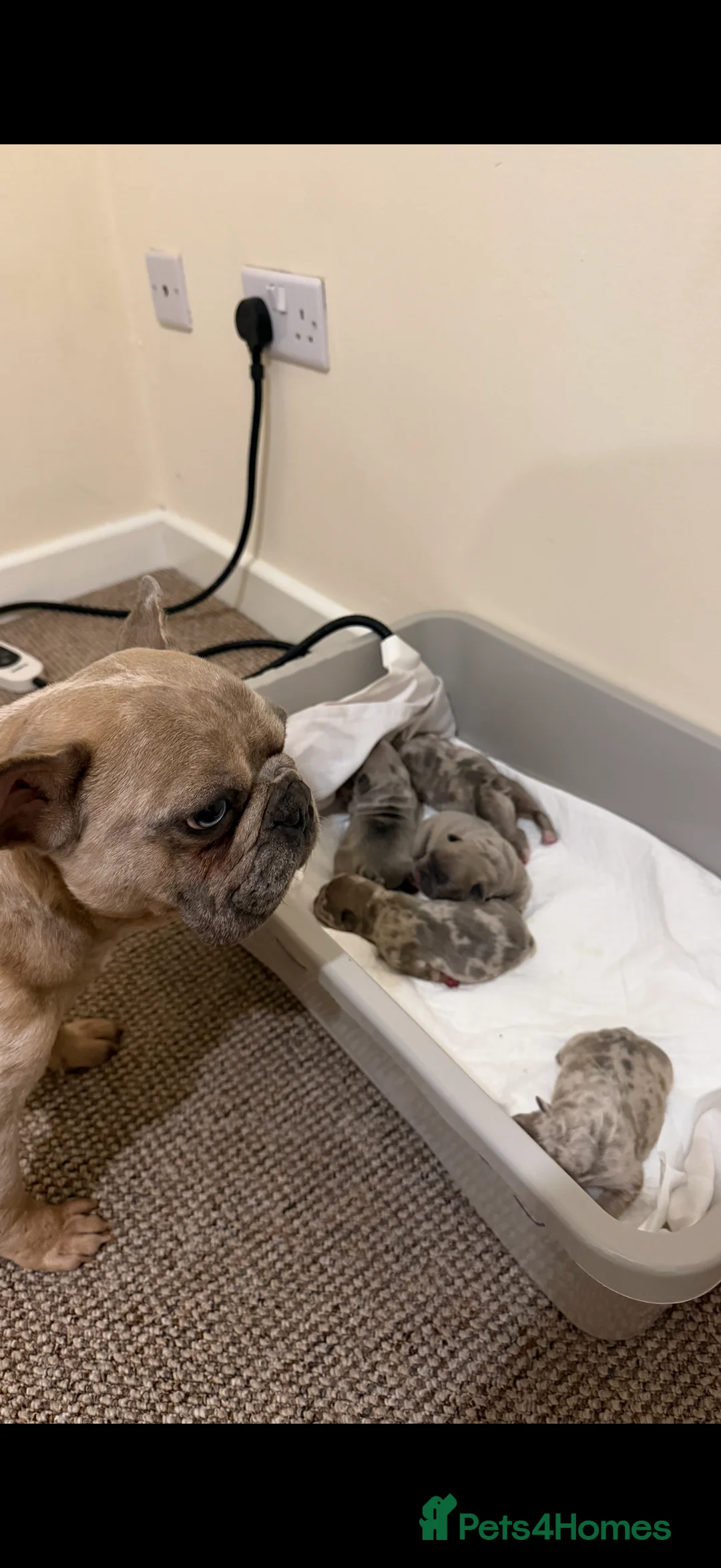French Bulldog dogs for sale: Beautiful Merle Coloured Litter  in Downham Market - Advert 2