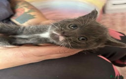 Siamese cats for sale: Siamese and Turkish Angora kittens - Advert 3