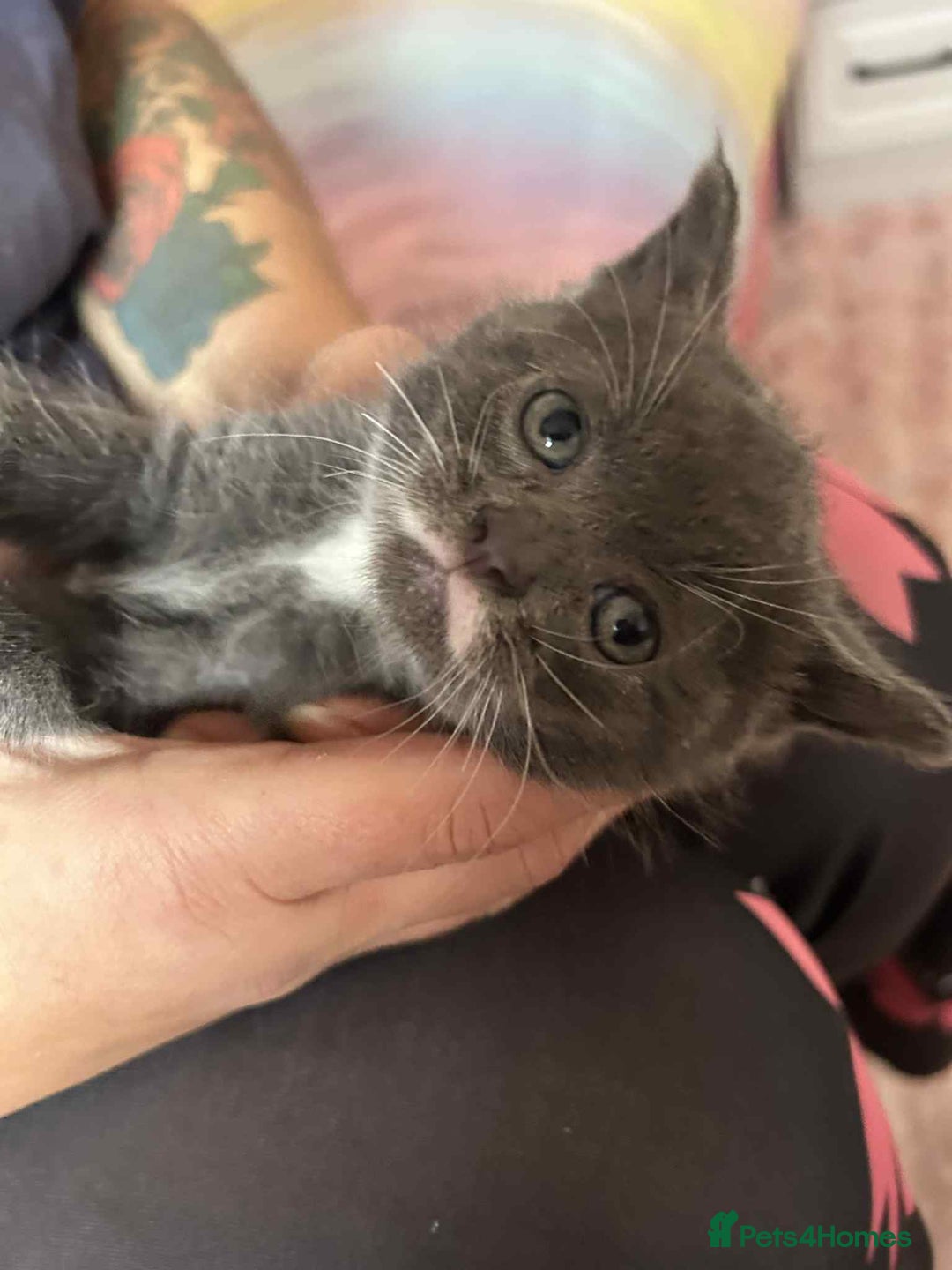 Siamese cats for sale: Siamese and Turkish Angora kittens - Advert 3