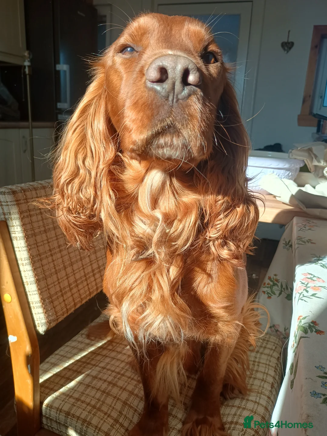 Cocker Spaniel dogs for sale: Well trained, loyal, cocker spaniel boy - Advert 2