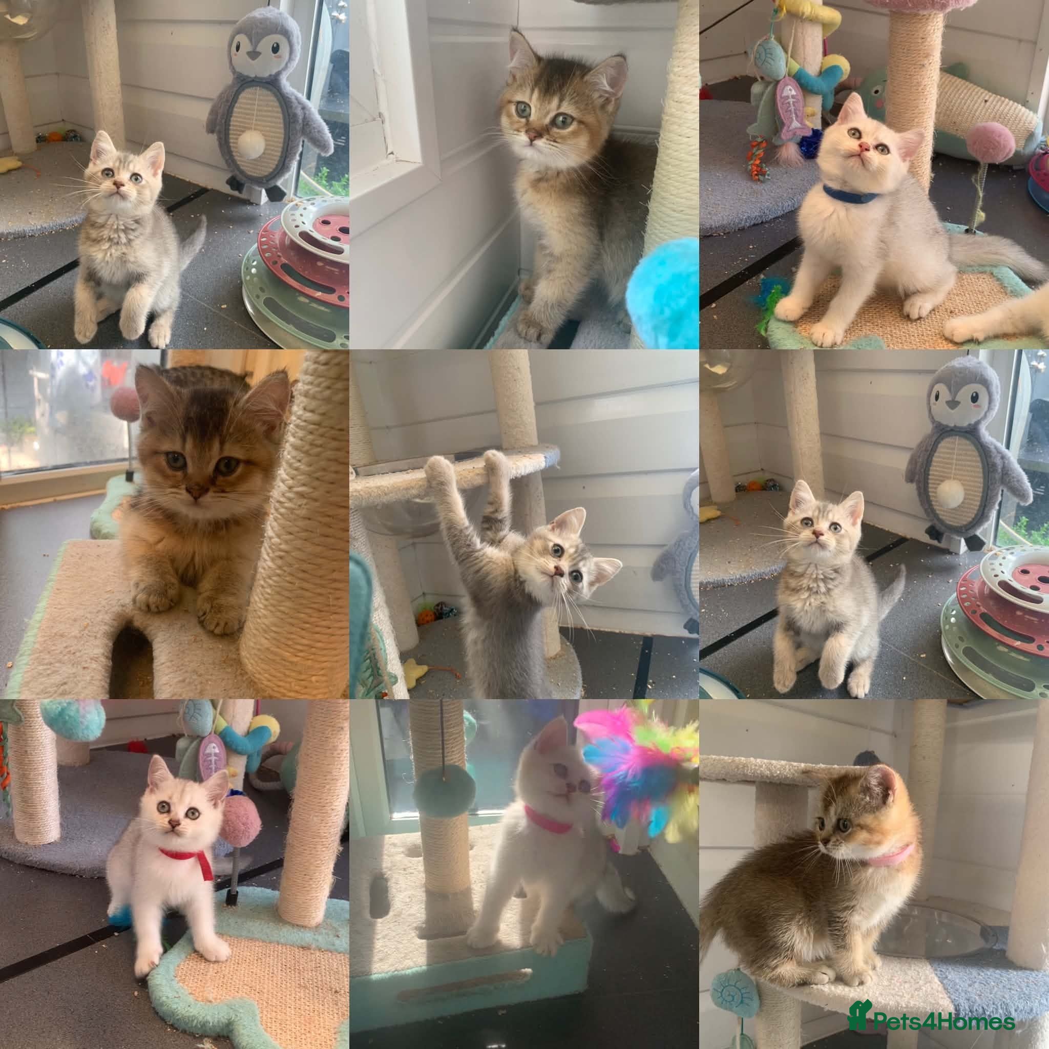 British Shorthair cats BSH Stunning rare Shaded 11 Weeks Old  - Advert 1