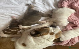 English Bulldog dogs for sale: 4 KC English Bulldog Puppies  - Image 27