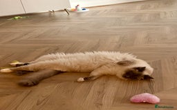 Ragdoll cats for sale: Gorgeous Mitted Bluepoint Ragdoll - Image 16