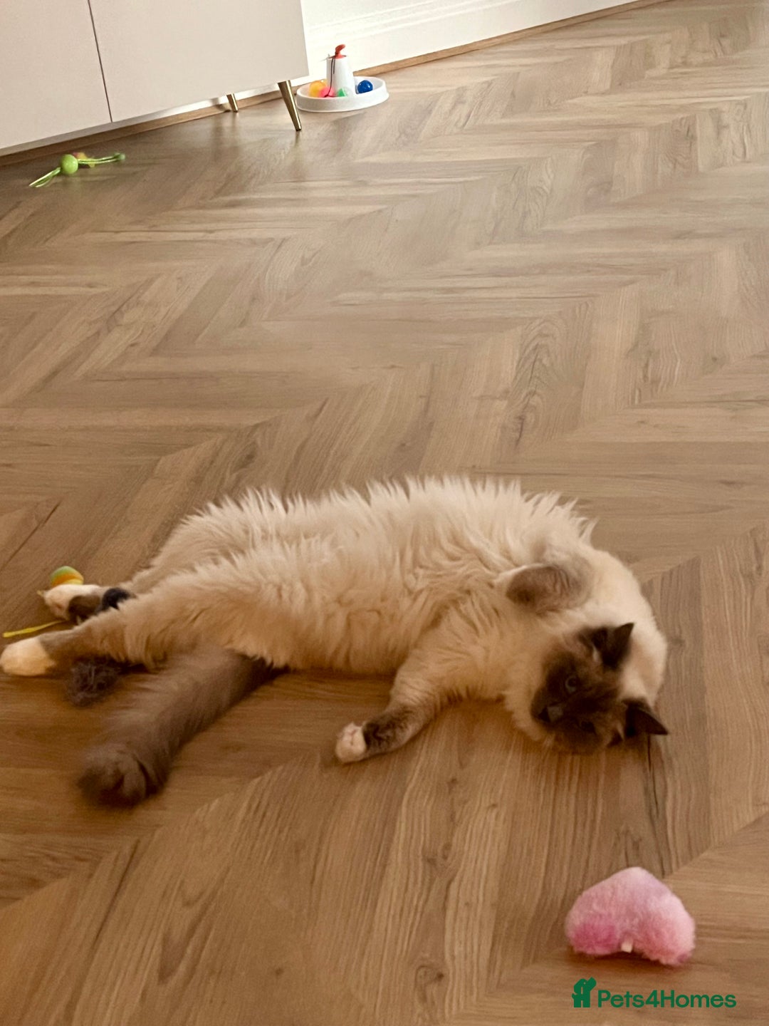Ragdoll cats for sale: Gorgeous Mitted Bluepoint Ragdoll - Image 16