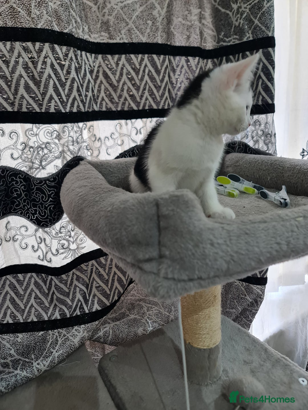 Mixed Breed cats for sale: 2 male kittens black&white - Advert 5