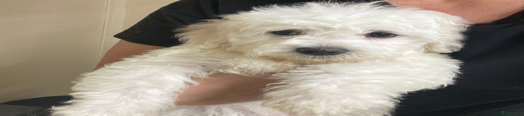 Olaf