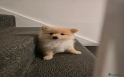 Pomeranian dogs for sale: Sweet puppies  - Image 5