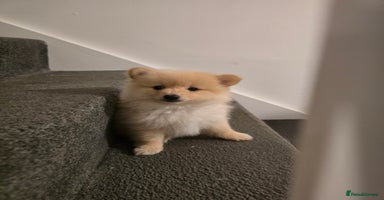 Pomeranian dogs - Advert 5