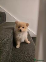 Pomeranian dogs - Advert 5