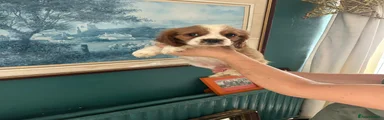 Cavalier King Charles Spaniel 4