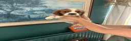 Cavalier King Charles Spaniel dogs for sale: Absolutely adorable puppies ❤️ - Advert 5
