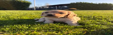 Cocker Spaniel 1