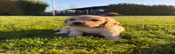 Cocker Spaniel dogs for sale: Cocker spaniel - Advert 25