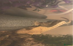 Gecko reptiles for sale: Crested Gecko - Image 3