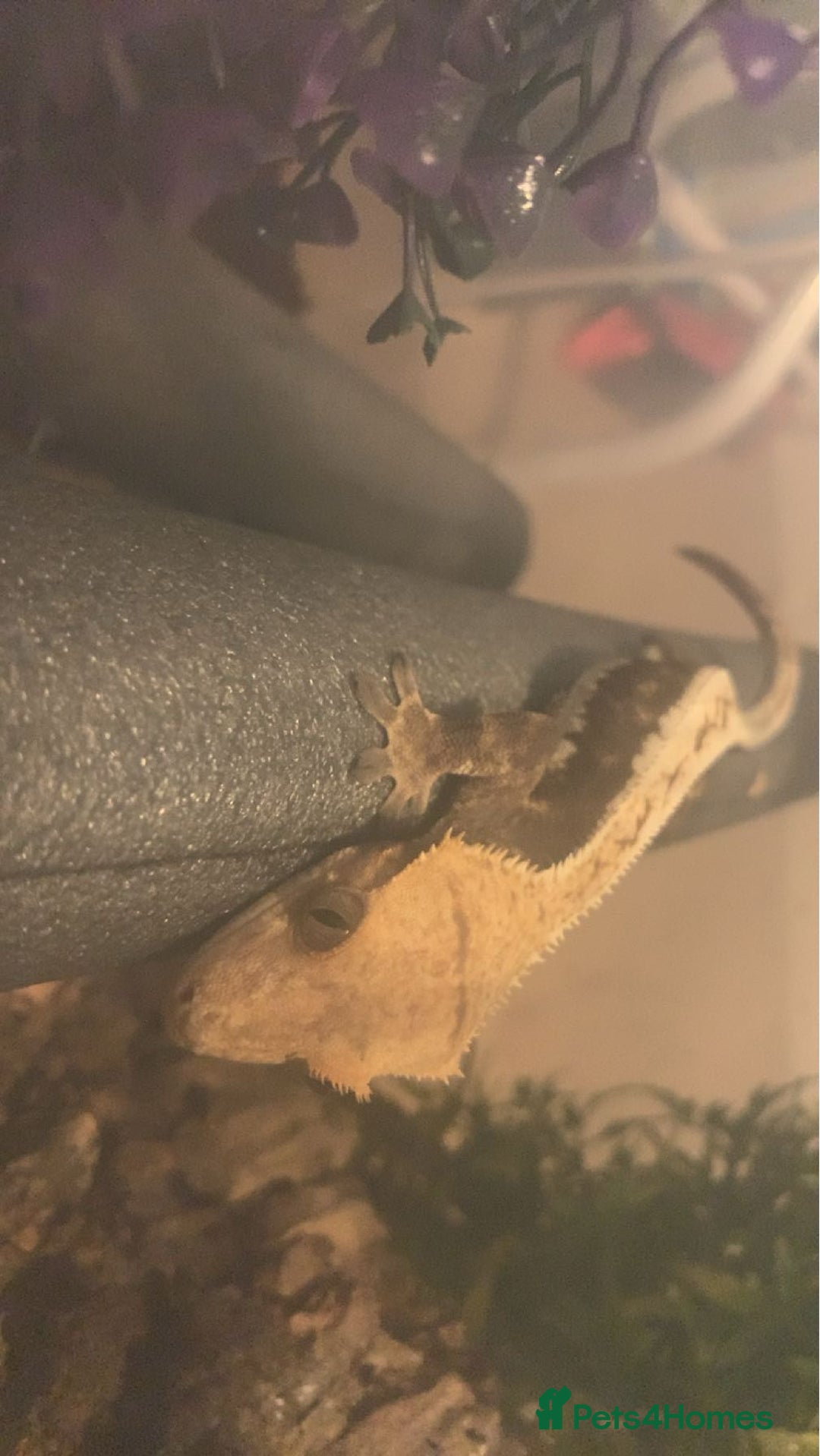 Gecko reptiles for sale: Crested Gecko - Image 3