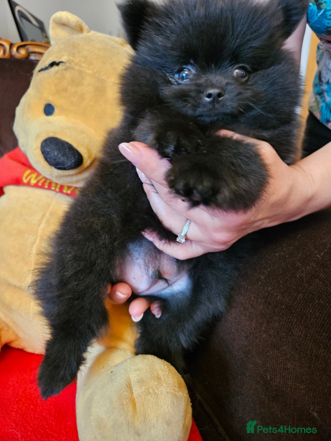 Pomeranian dogs for sale: 3 beautiful black pomeranian boys for sale  - Image 17