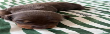 Miniature Dachshund 4