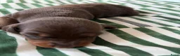 Miniature Dachshund dogs for sale: Miniature Dachshund for sale! - Advert 5
