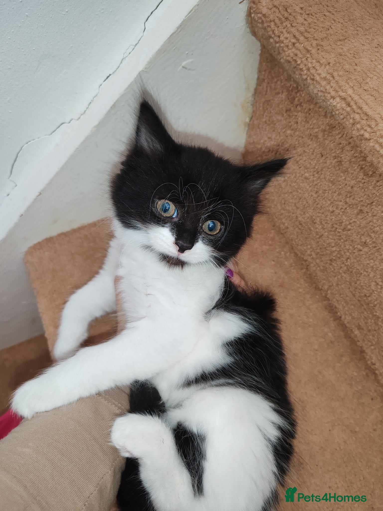 Mixed Breed cats Lovely kittens Norwegian forest with Tabby - Advert 2