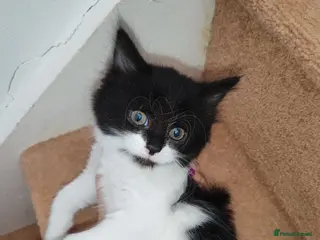 Mixed Breed cats Lovely kittens Norwegian forest with Tabby - Advert 2
