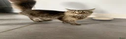 Siberian cats for sale: Siberian Beauty - Advert 5