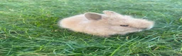 Lionhead rabbits for sale: Adorable Lionhead Bunnies  - Advert 7