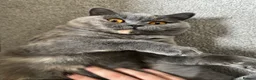 British Shorthair cats for sale: British Shorthair  - Advert 8