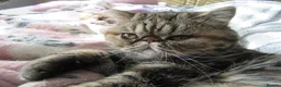 Exotic cats for sale: Beautiful Exotic female kittens Ready Now - Advert 17