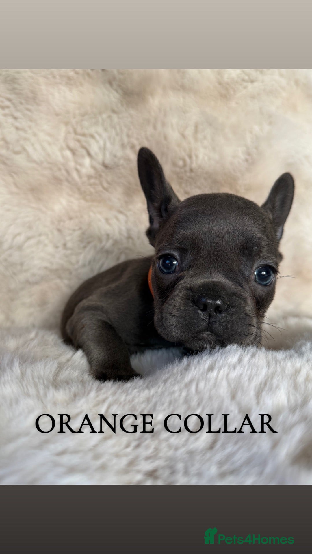 French Bulldog dogs Beautiful french bulldogs puppies (3 girls left) - Advert 1