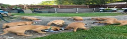Labrador Retriever dogs for sale: Fox Red labrador puppies in Swindon - Advert 5