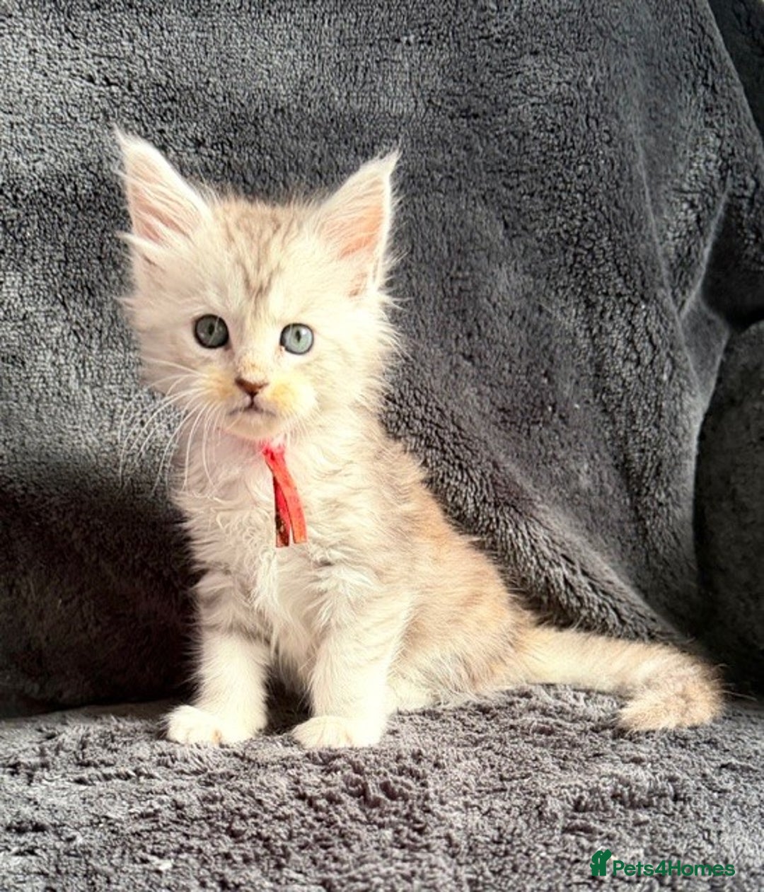 Maine Coon cats for sale: 🐾 TICA-Registered Maine Coon Kittens🐾 - Advert 15